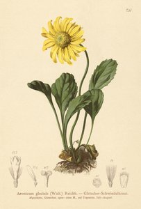 Glaciers Bane (Aronicum glaciale, Doronicum glaciale) av German School